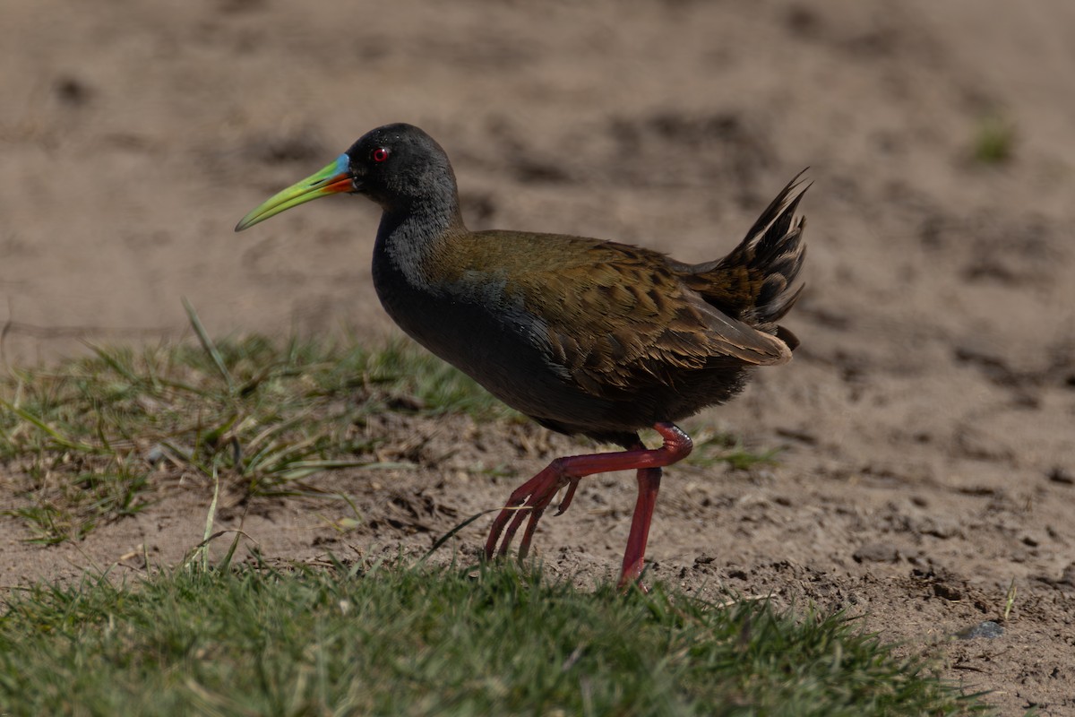 Plumbeous Rail - ML645321676
