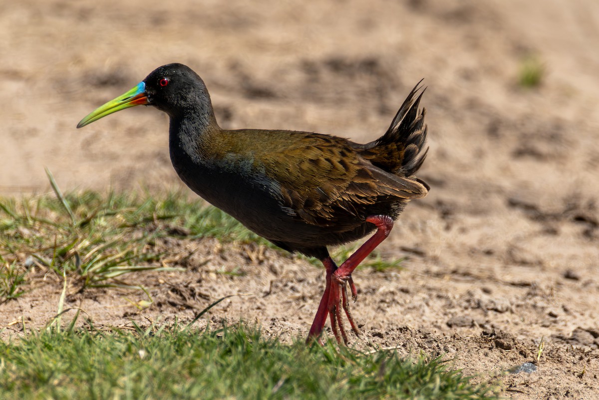 Plumbeous Rail - ML645321678