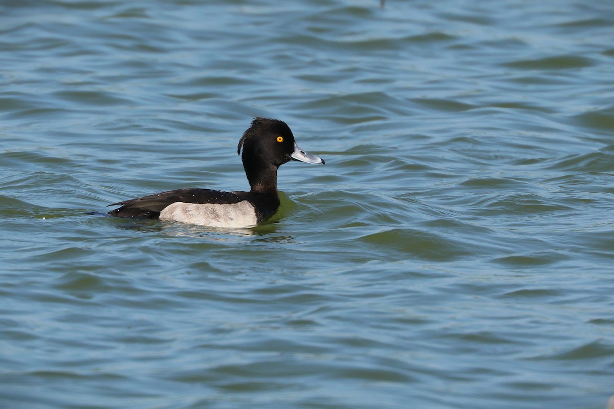 鳳頭潛鴨 - ML645321695