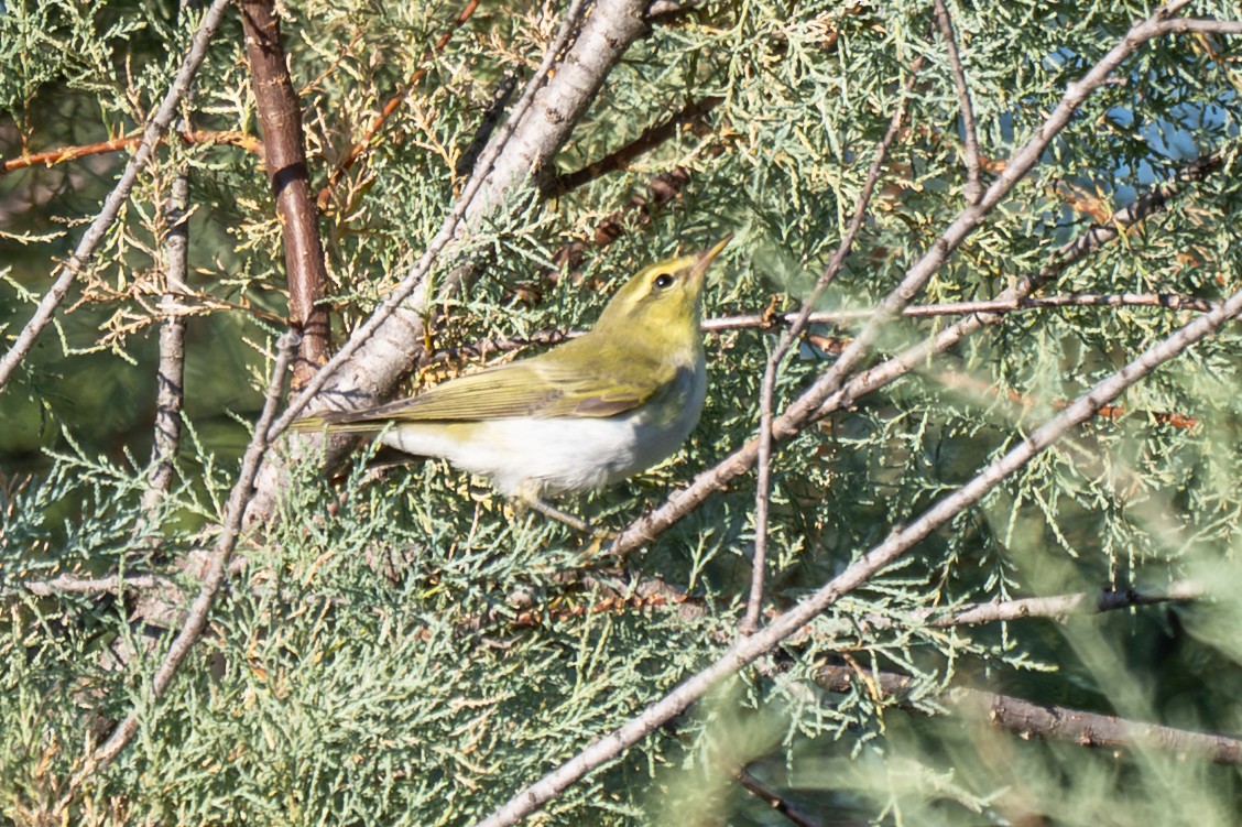 Пеночка-трещотка - ML645321703