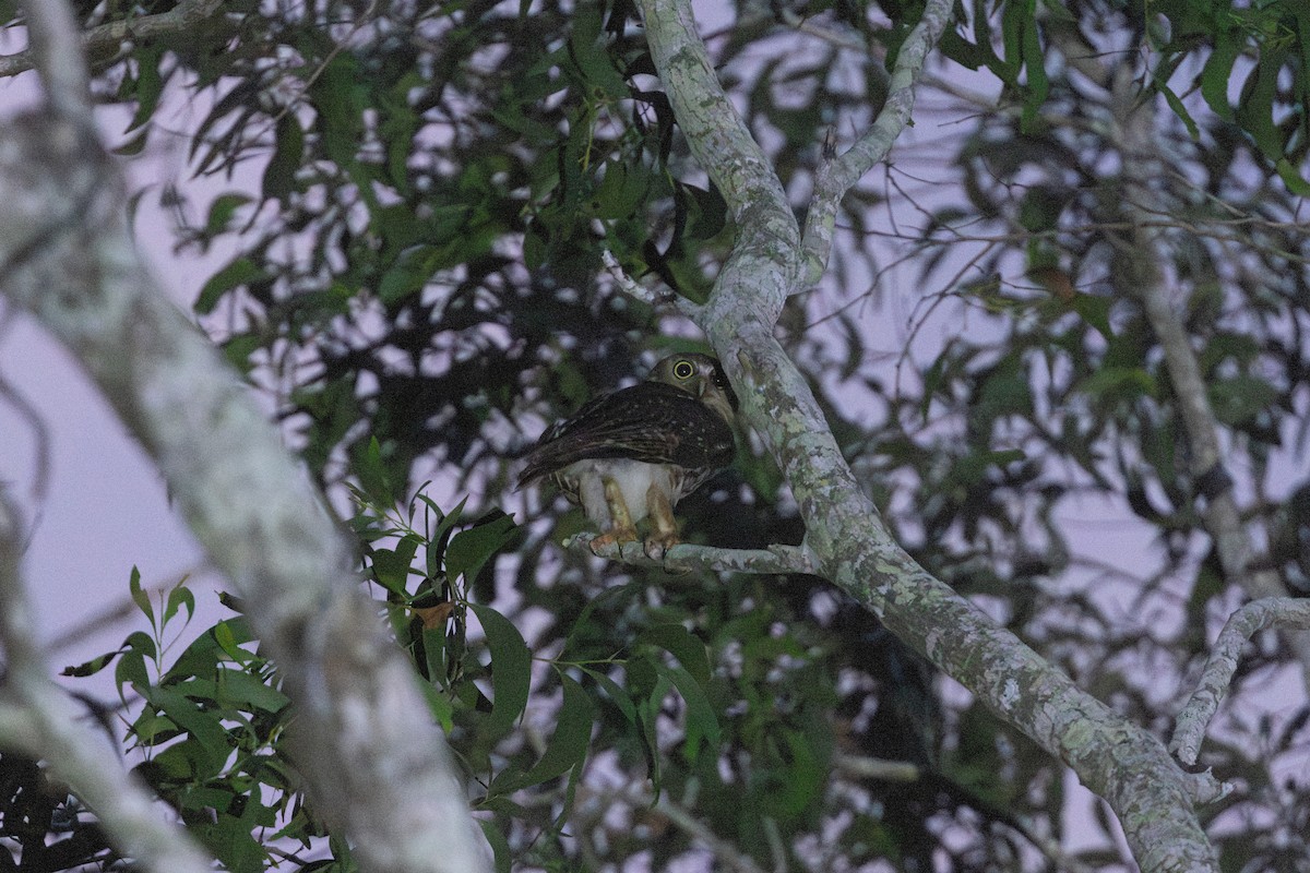 Barking Owl - ML645321705