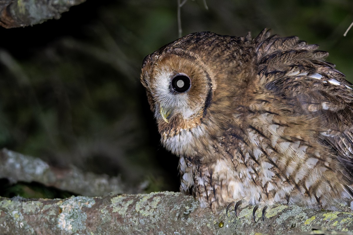 Chouette hulotte - ML645321708