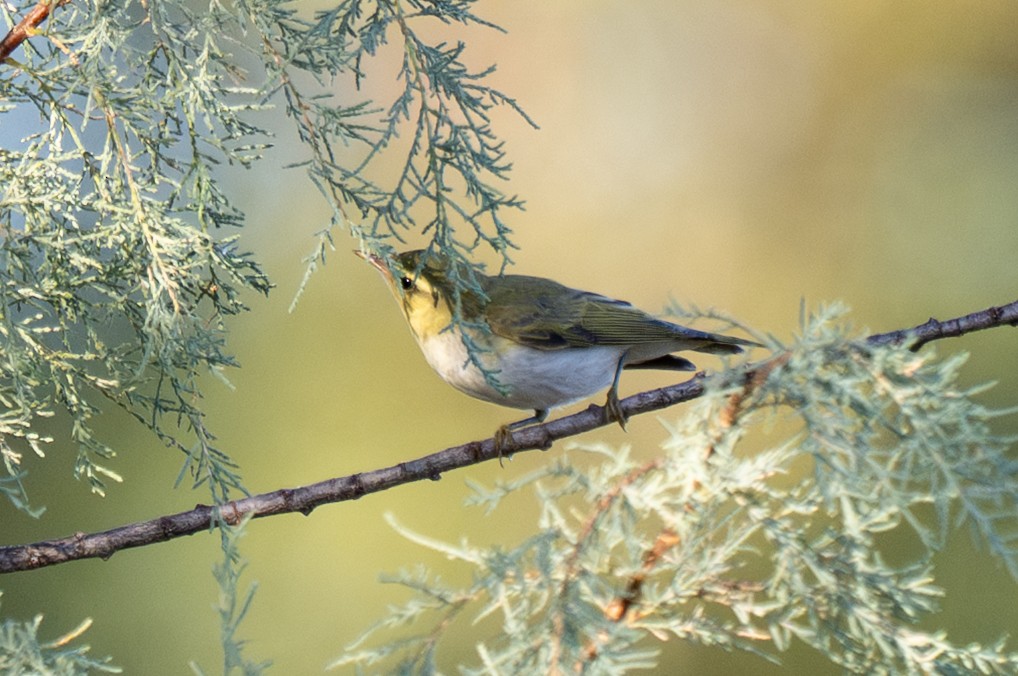 Пеночка-трещотка - ML645321709