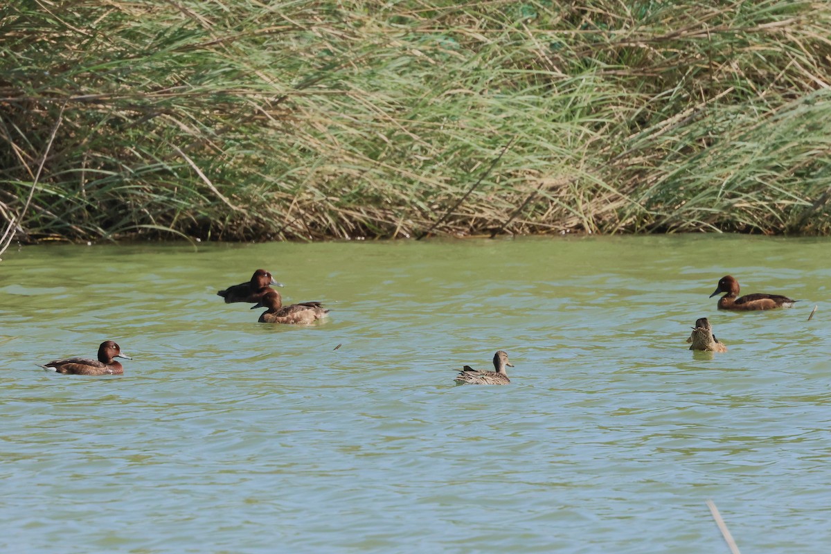 白眼潛鴨 - ML645321713