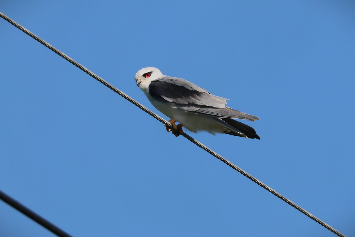 黑翅鳶 - ML645321727
