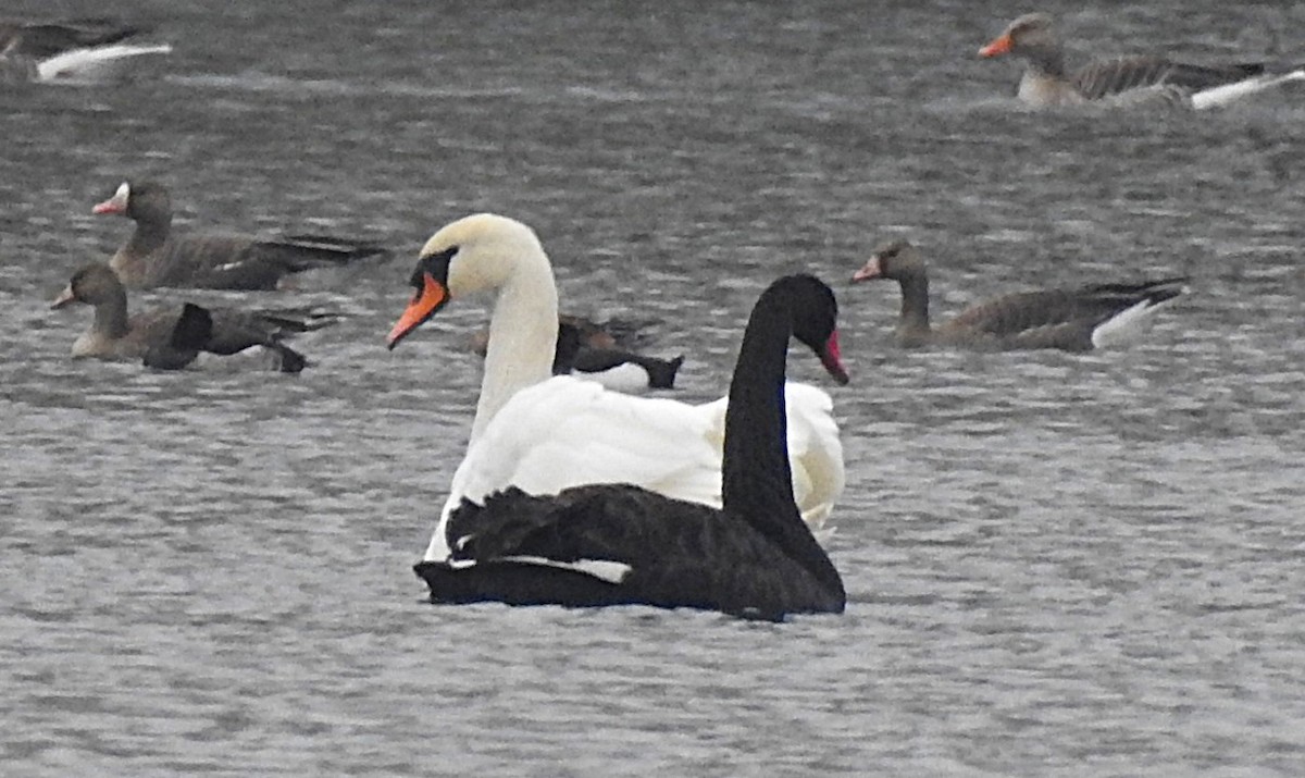 labuť černá - ML645321732