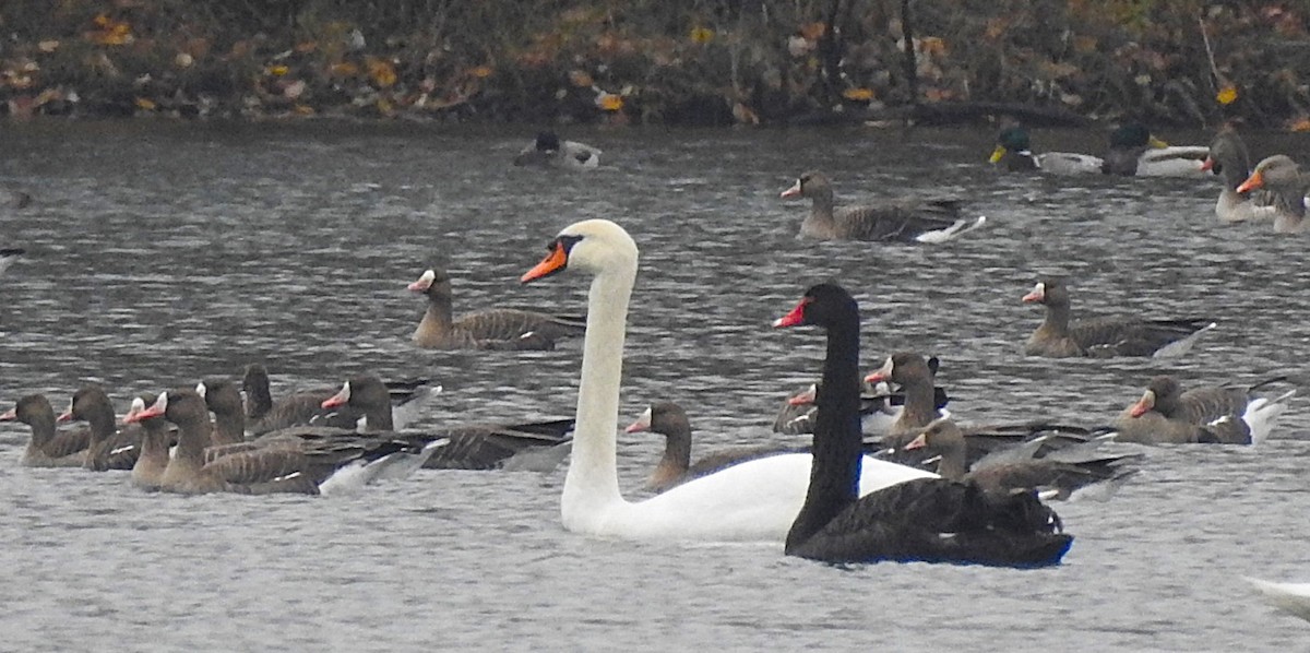 labuť černá - ML645321735