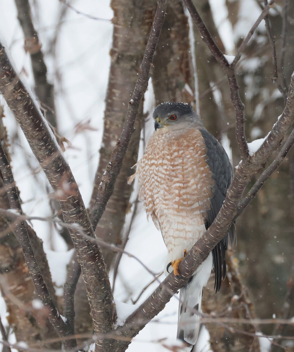 Cooper's Hawk - ML645321761