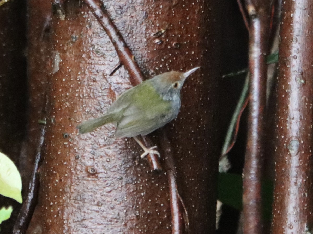 Common Tailorbird - ML645321770