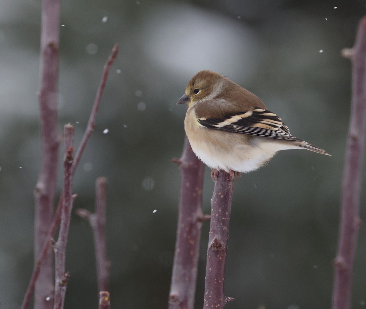 American Goldfinch - ML645321786