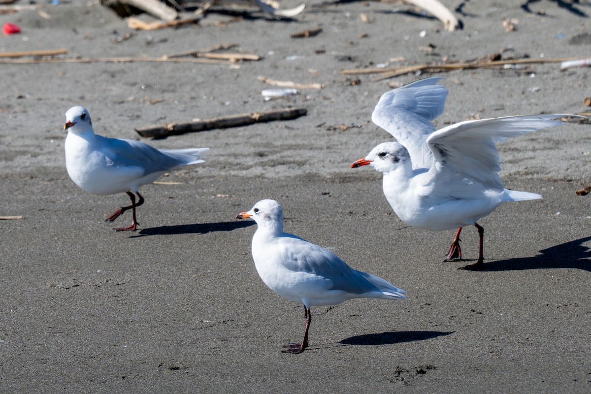 Mediterranean Gull - ML645321792