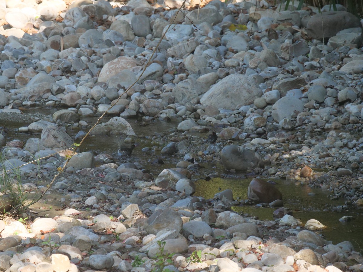 Горована гімалайська - ML645321808