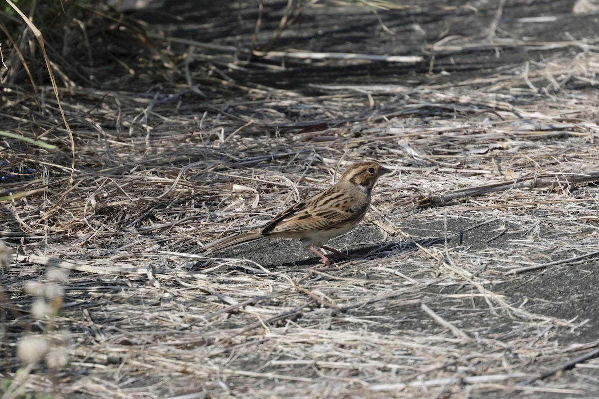 Вівсянка-крихітка - ML645321811