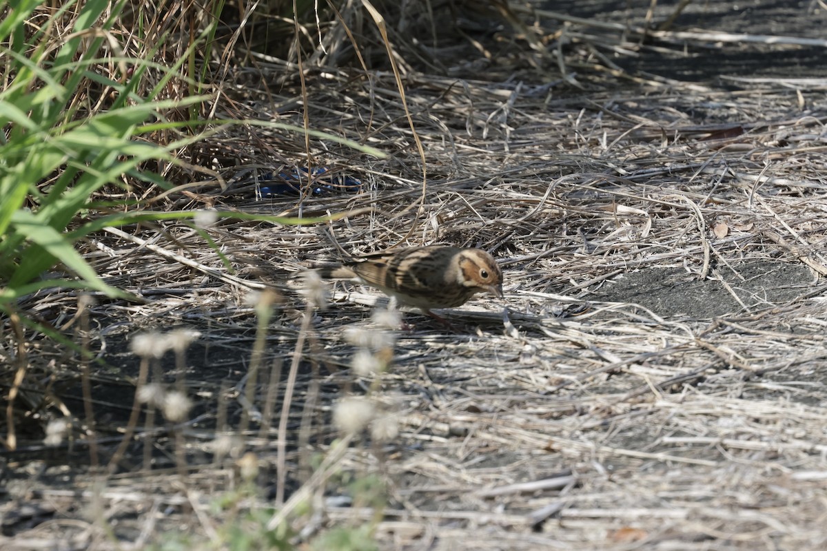Вівсянка-крихітка - ML645321813