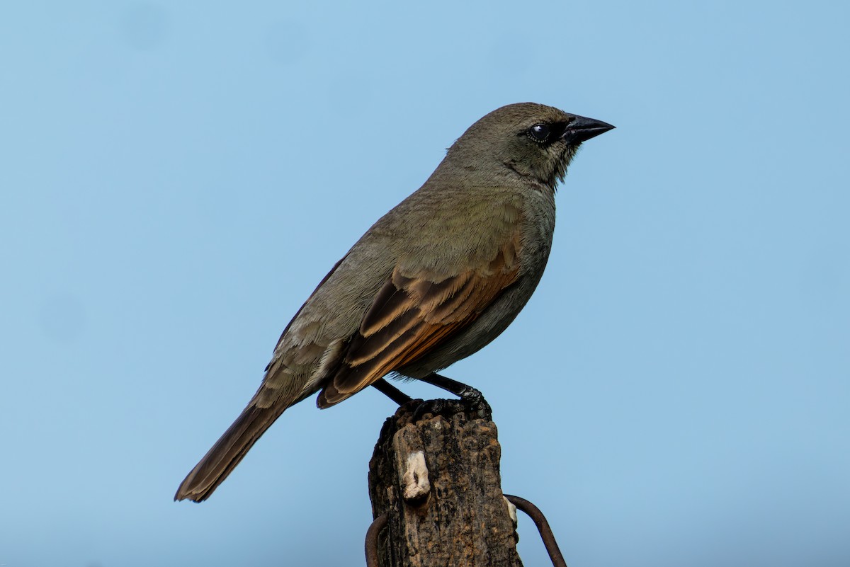 Вашер рудокрилий - ML645321816