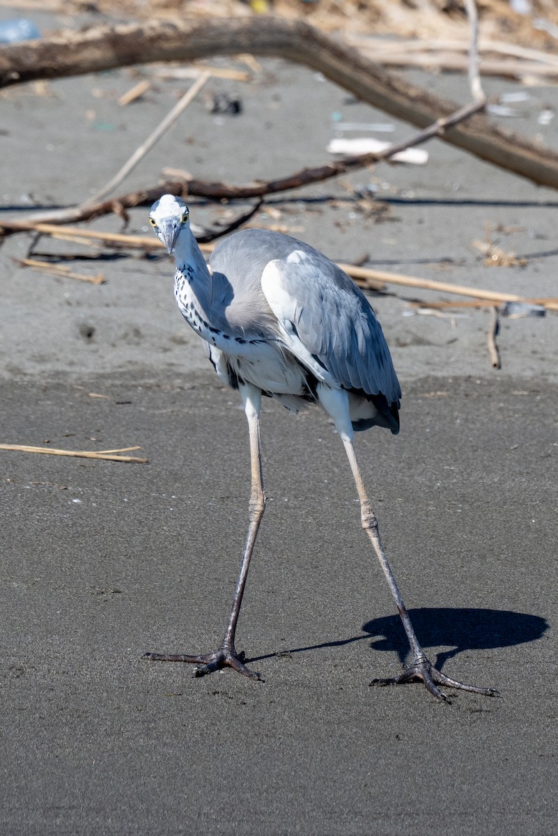 Чапля сіра - ML645321817