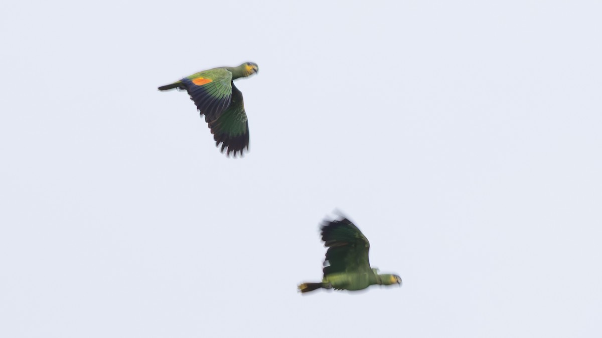 Амазон венесуельський - ML645321819