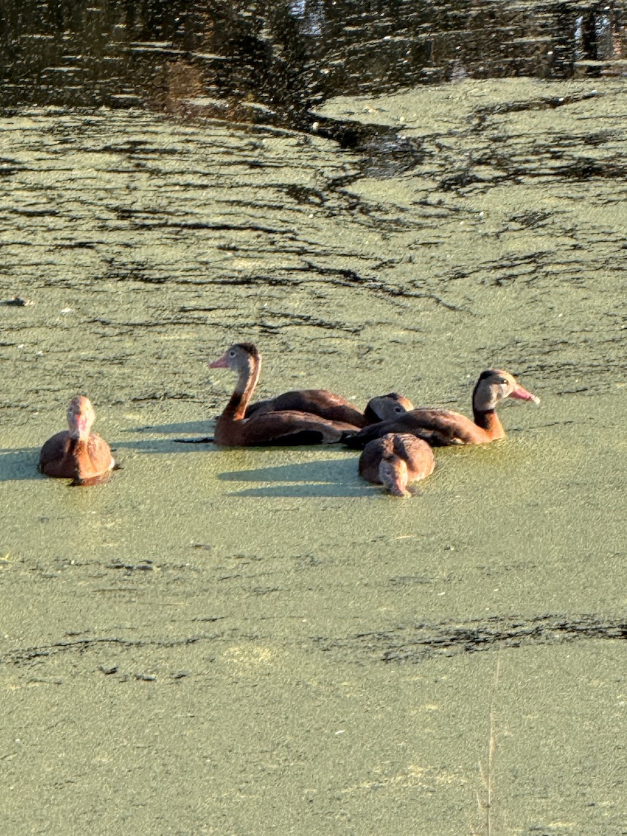 Свистач червонодзьобий - ML645321820