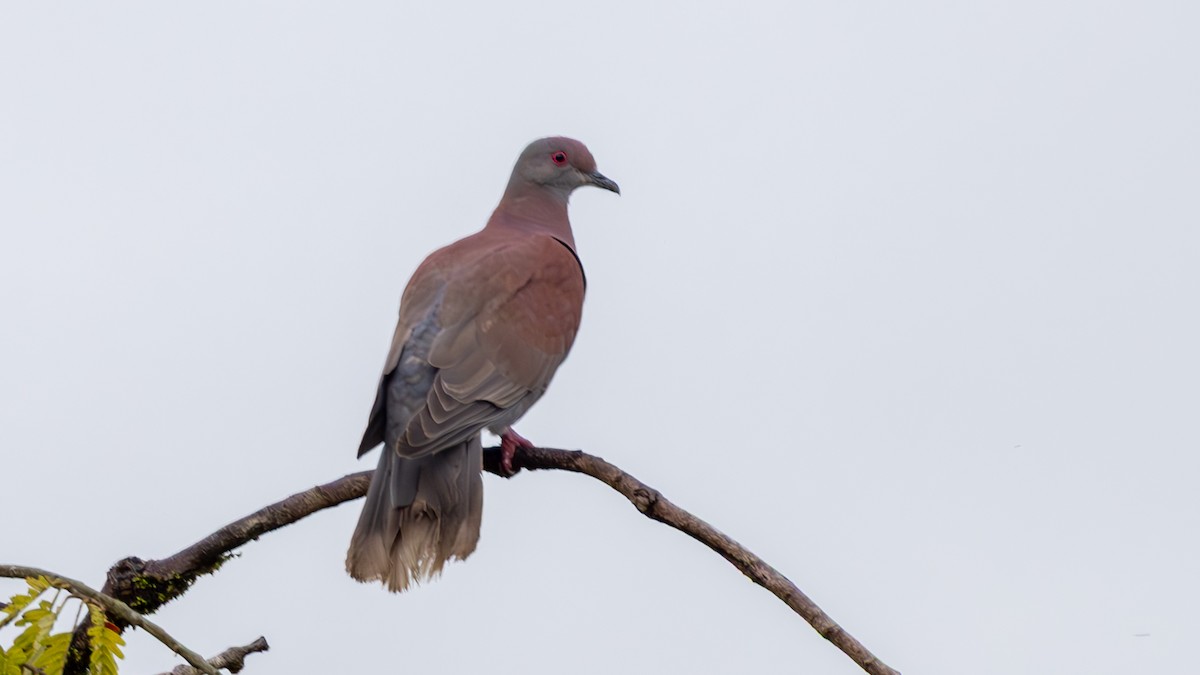 Голуб рожевошиїй - ML645321828