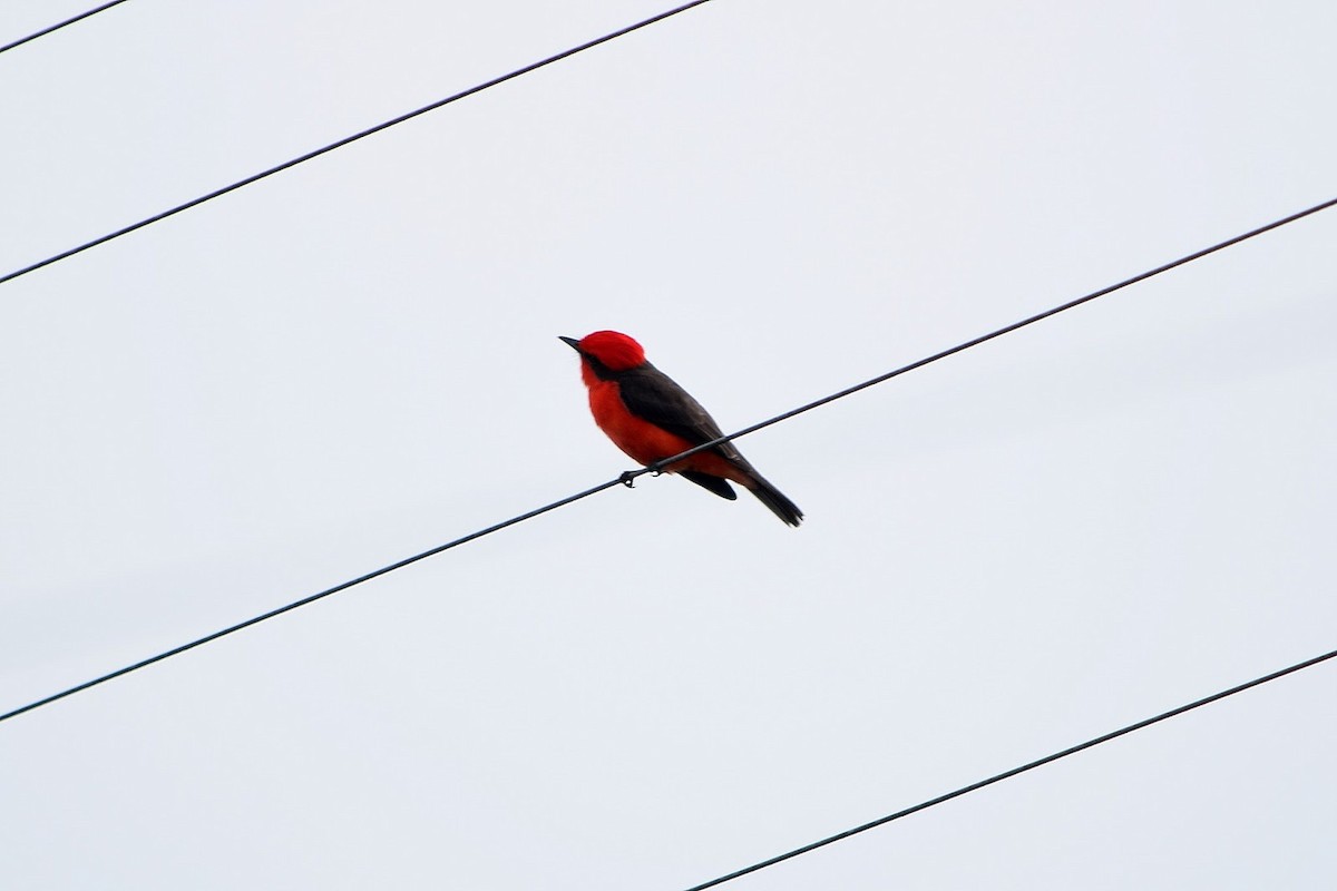 Москверо вогнистий - ML645321829