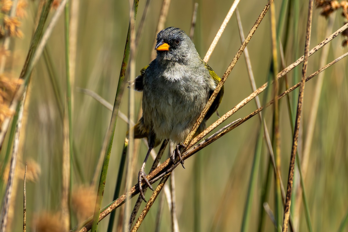 Пампасник великий - ML645321830