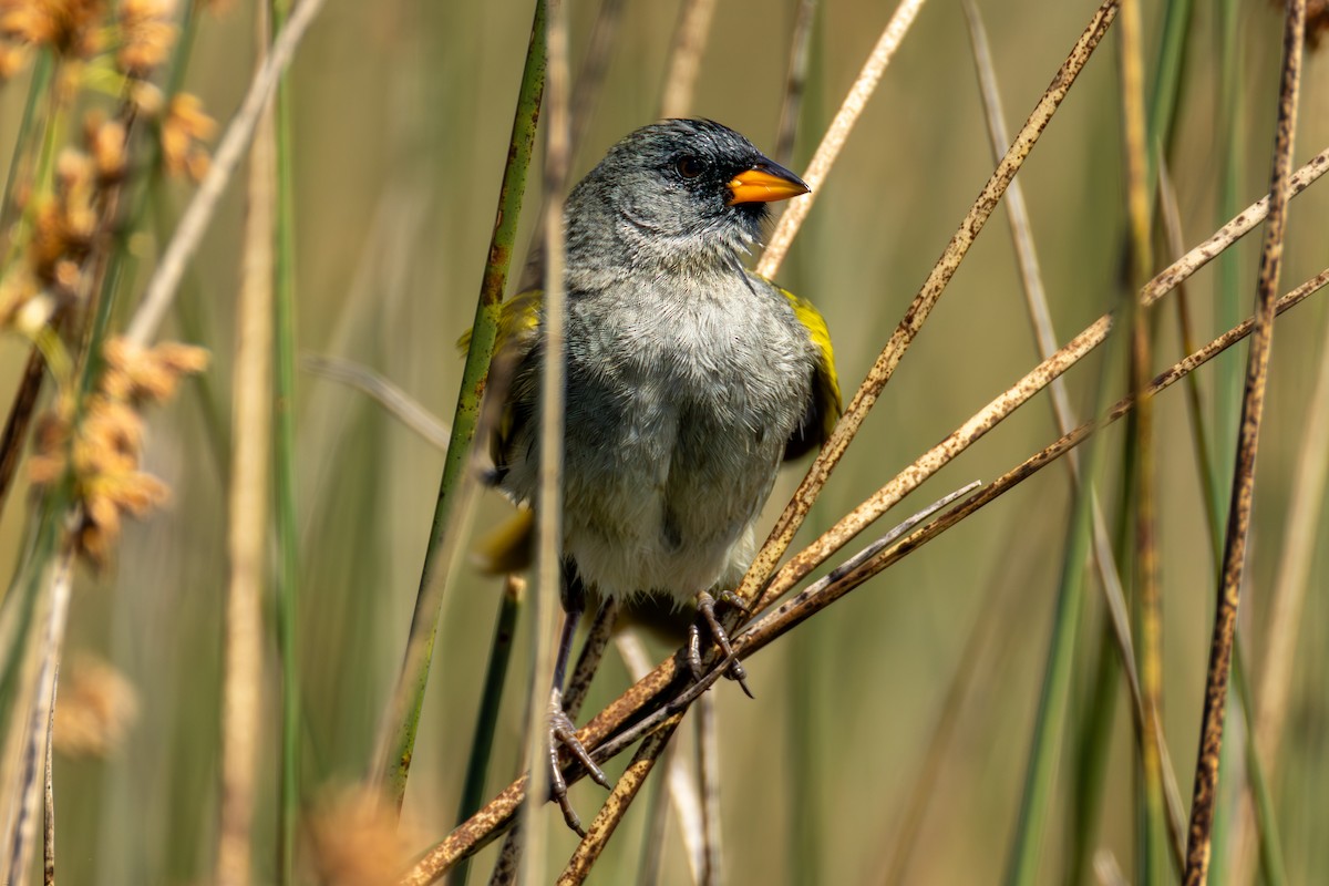 Пампасник великий - ML645321831