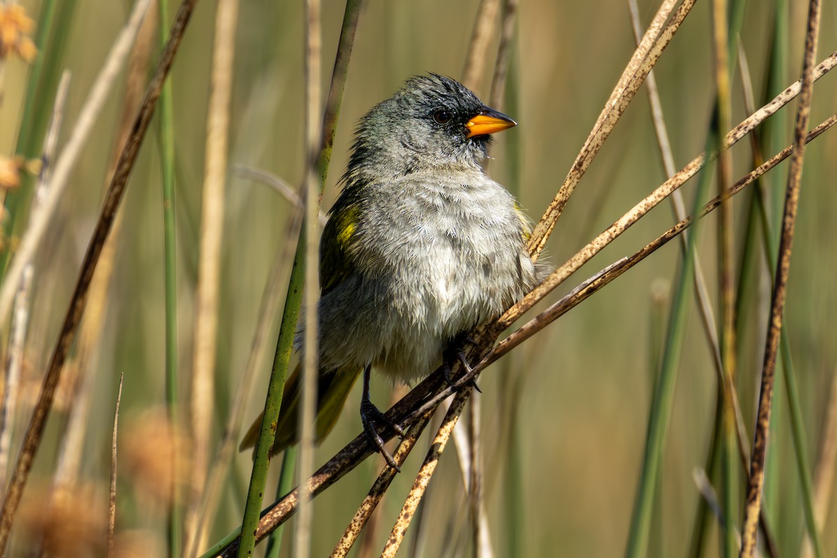 Пампасник великий - ML645321832