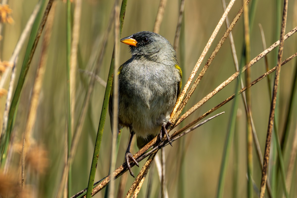 Пампасник великий - ML645321833