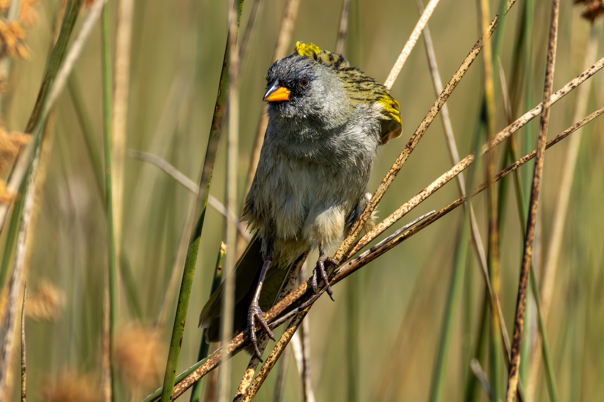 Пампасник великий - ML645321834