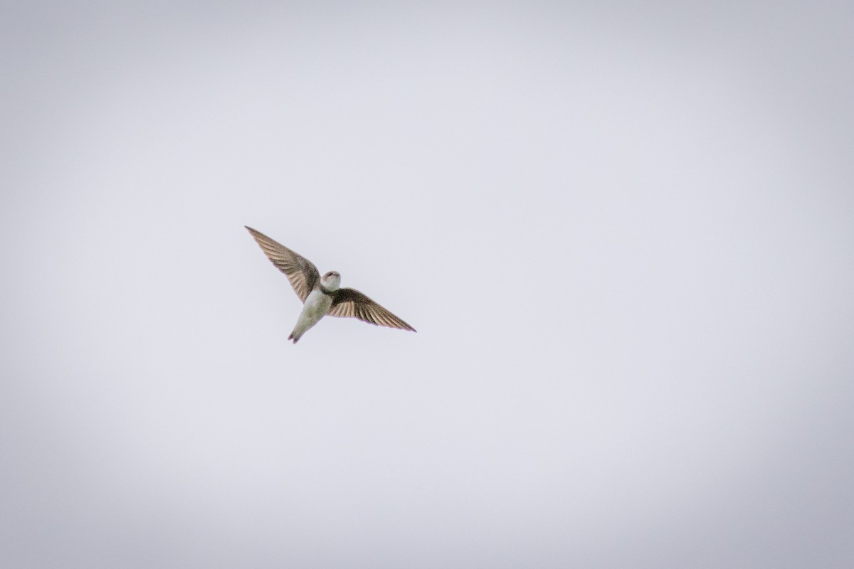 Ластівка берегова - ML645321835