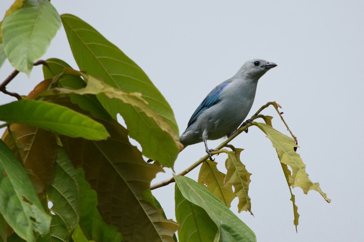 Саяка блакитна - ML645321836