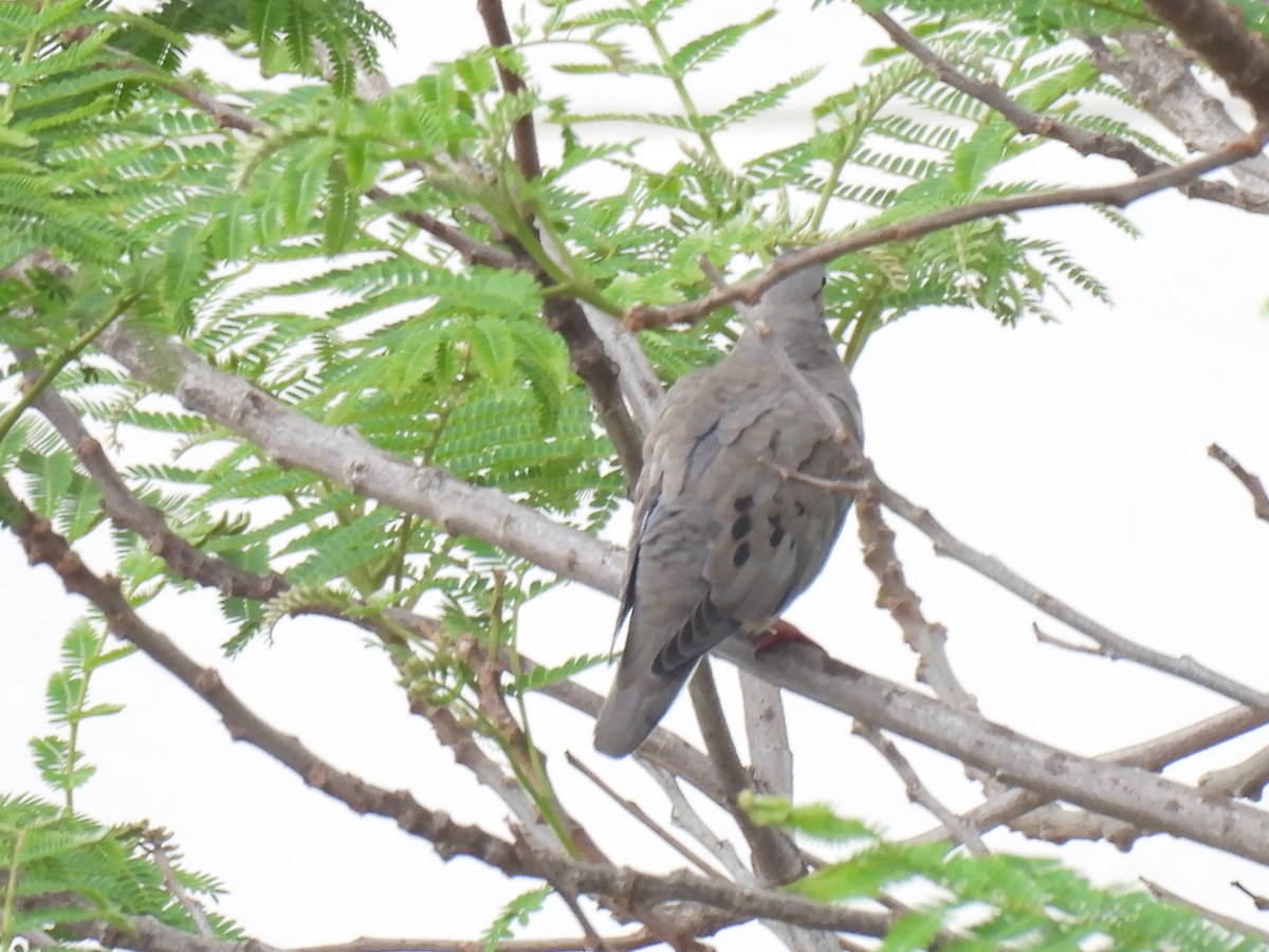 Зенаїда південна - ML645321837