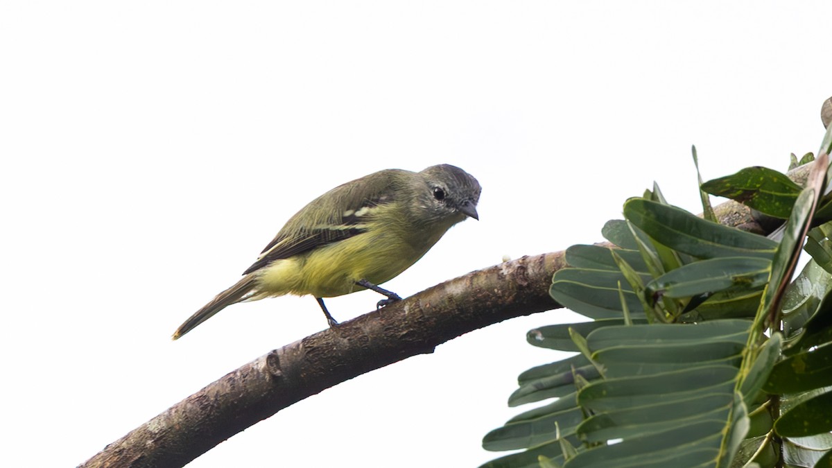 Тиран жовтоголовий - ML645321839