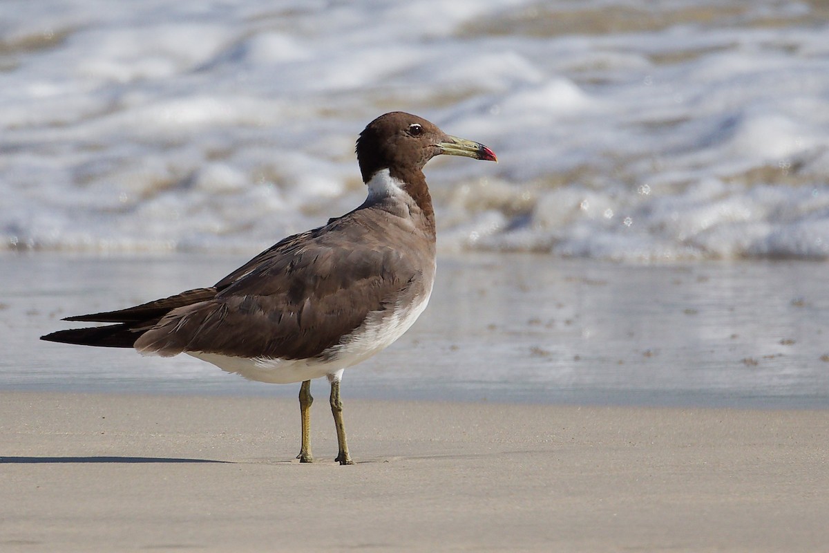 Мартин аденський - ML645321843