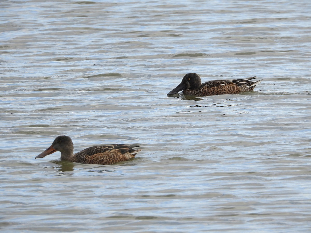 Широконіска північна - ML645321844