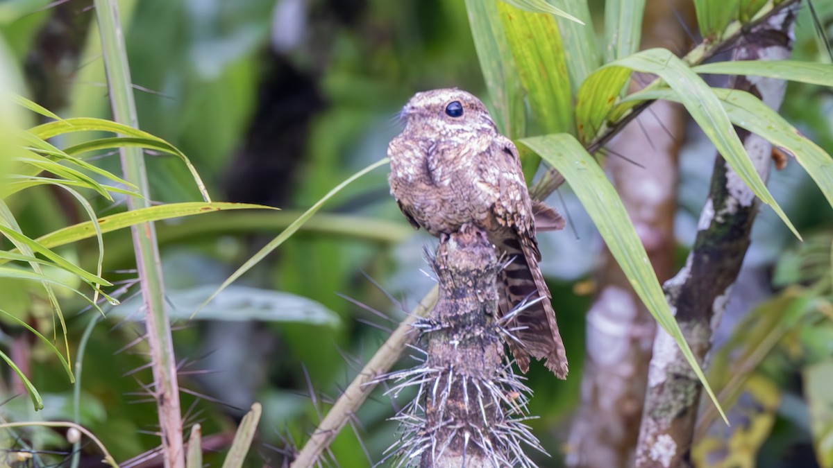 Дрімлюга-вилохвіст колумбійський - ML645321845