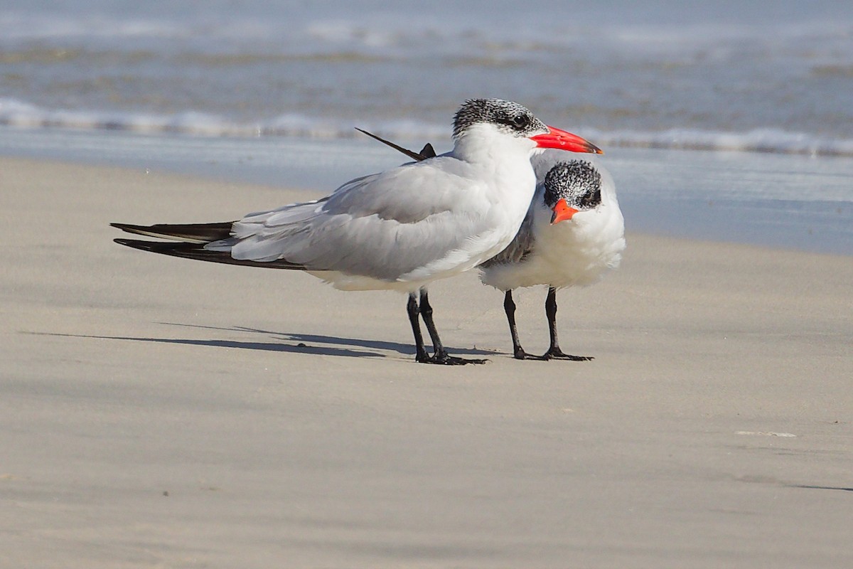 Крячок каспійський - ML645321846