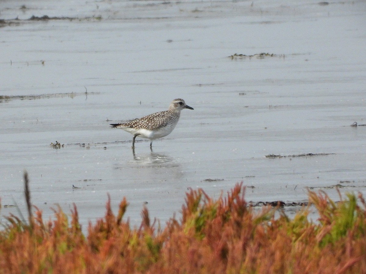 Сивка морська - ML645321848