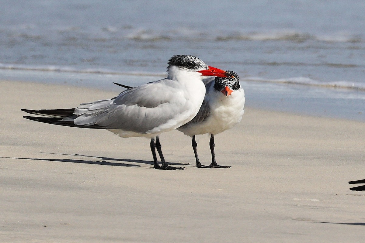 Крячок каспійський - ML645321849