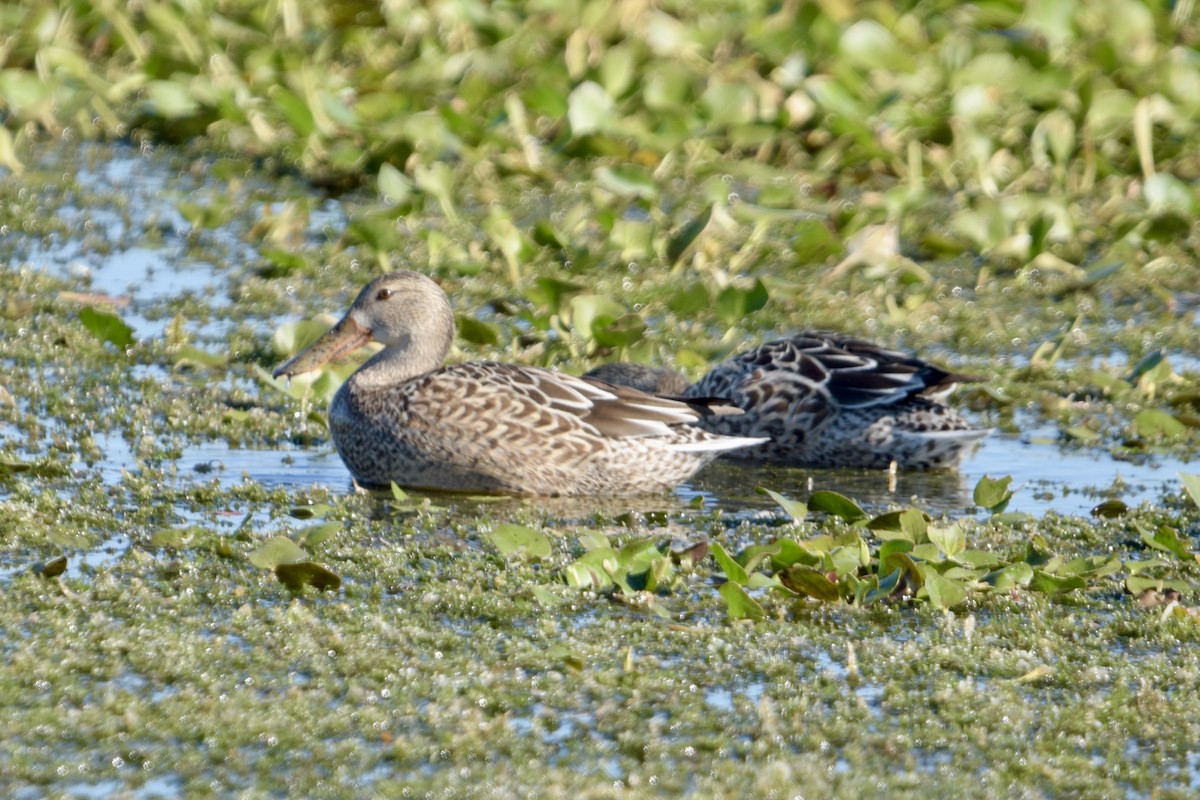 Широконіска північна - ML645321850