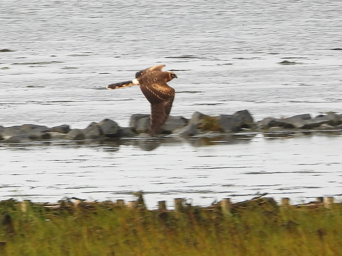 Aguilucho Papialbo - ML645321854