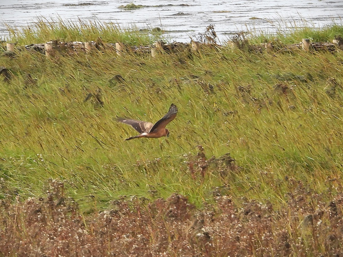 Aguilucho Papialbo - ML645321855