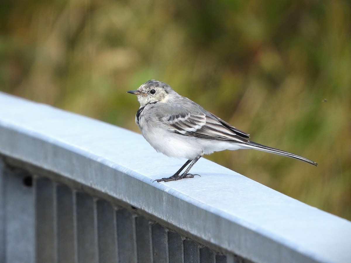 White Wagtail - ML645321863