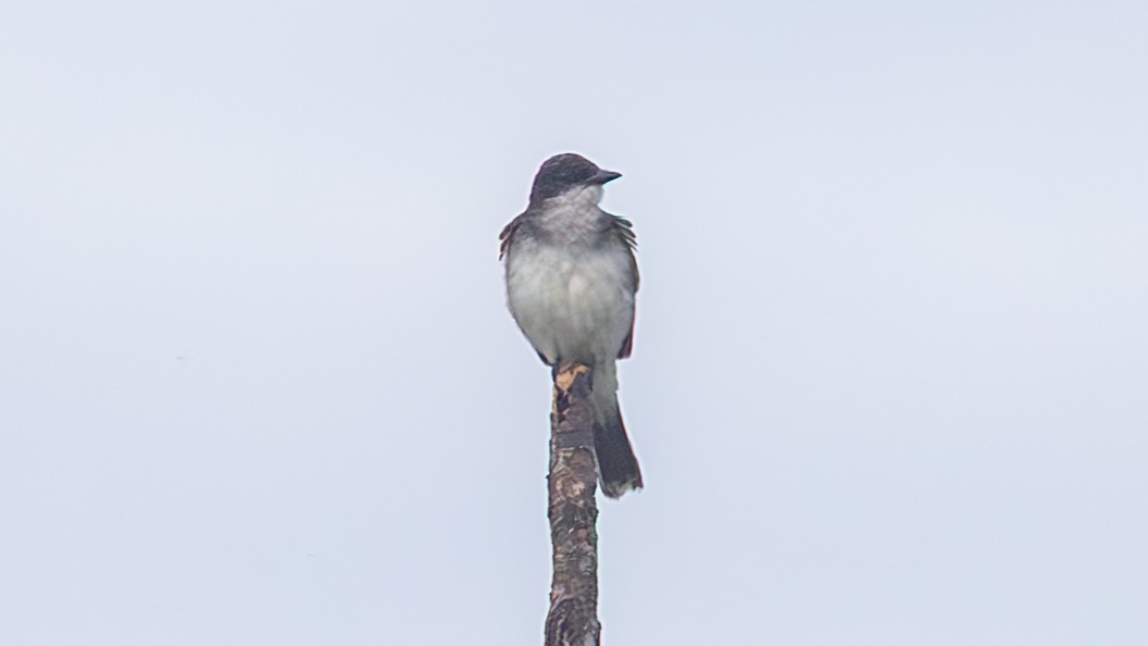 טירן מזרחי - ML645321869