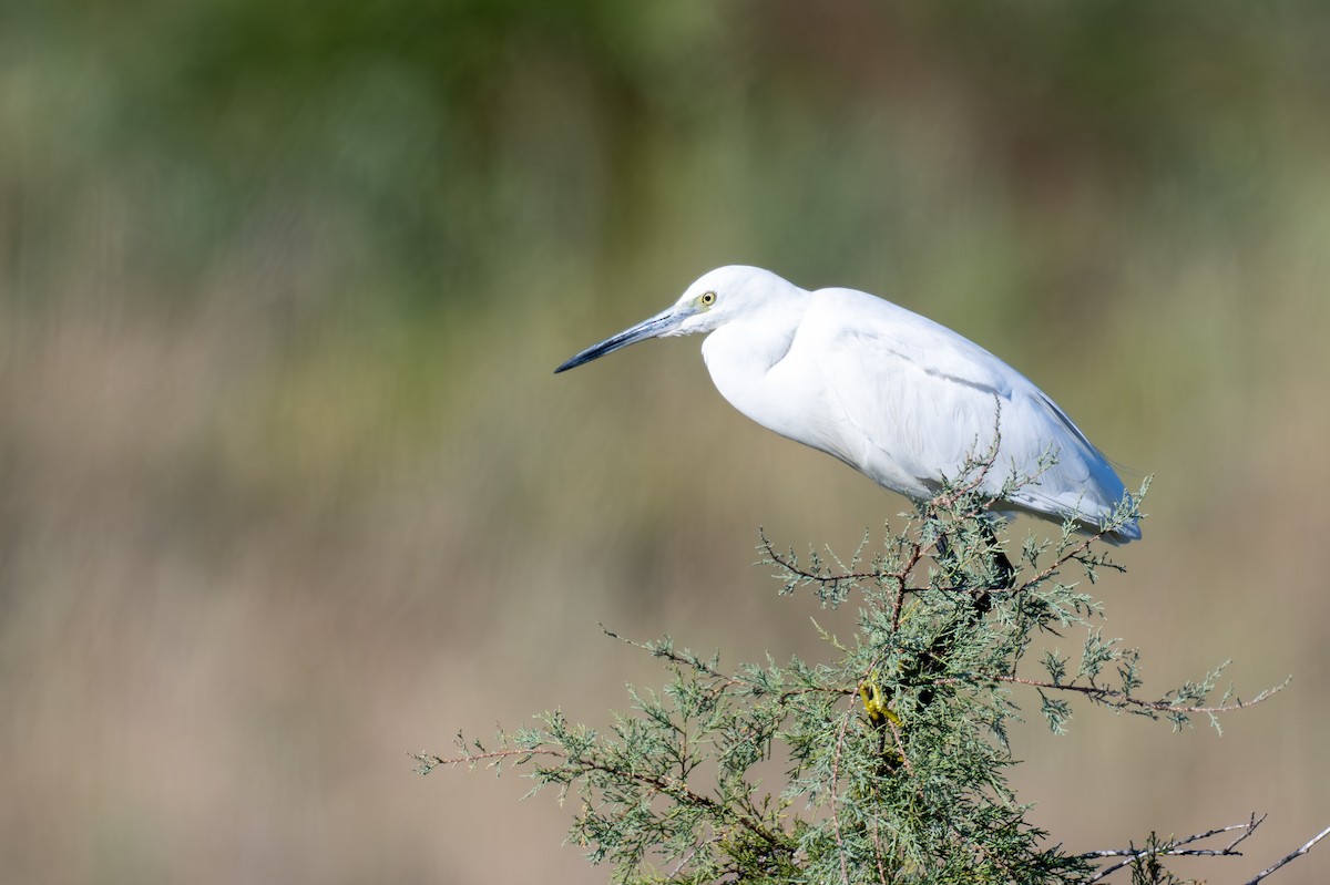 silkehegre - ML645321871