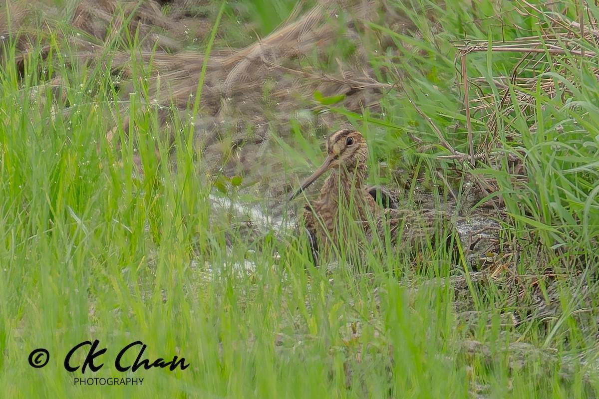 Common Snipe - ML645321880