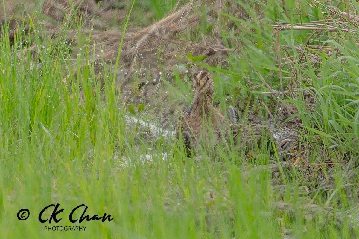 Common Snipe - ML645321883