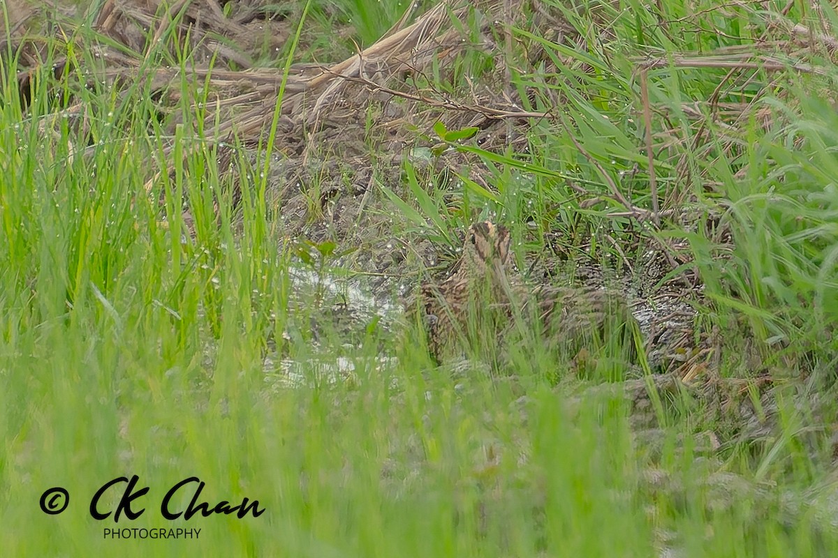 Common Snipe - ML645321889