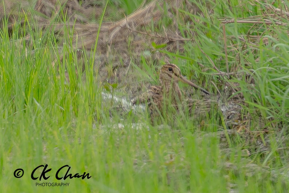 Common Snipe - ML645321893