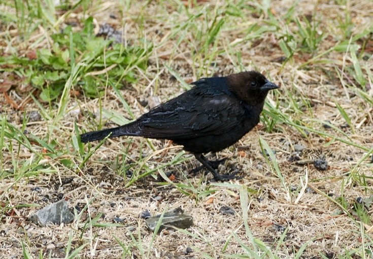 Brown-headed Cowbird - ML645321919